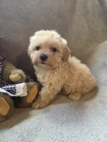 Ruby, a female Maltipoo and Poodle - Miniature  for sale in Brazil, IN – 6 of 10
