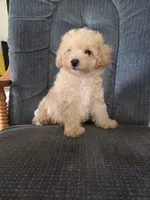 Copper, a male Maltese and Poodle - Miniature  for sale in Brazil, IN – 2 of 10