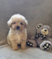 Tucker, a male Maltipoo and Poodle - Miniature  for sale in Brazil, IN – 3 of 10
