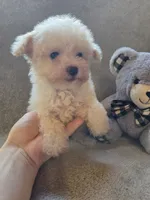 Logan, a male Maltipoo and Poodle - Miniature  for sale in Brazil, IN – 3 of 10