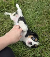 Lily, a female Cavalier King Charles Spaniel for sale in Brazil, IN – 5 of 10
