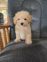 Copper, a male Maltese and Poodle - Miniature  for sale in Brazil, IN – 6 of 10