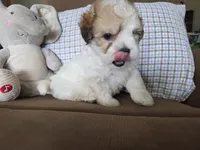 Teddy, a male Maltese and Poodle - Miniature  for sale in Brazil, IN – 8 of 9