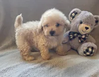 Tucker, a male Maltipoo and Poodle - Miniature  for sale in Brazil, IN – 10 of 10