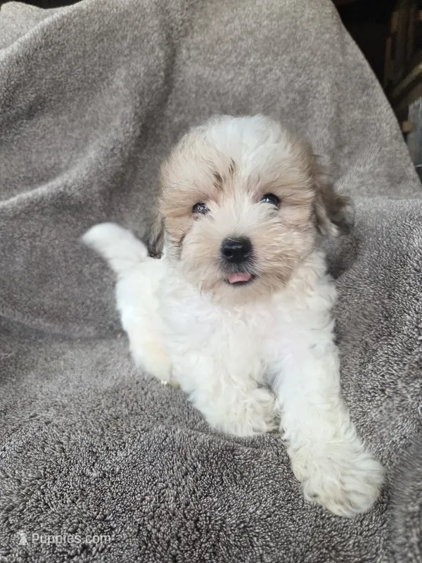Bear – Maltese, Poodle - Miniature  puppy for sale in Brazil, IN