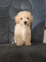 Copper, a male Maltese and Poodle - Miniature  for sale in Brazil, IN – 8 of 10
