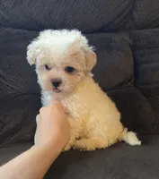 Bear, a male Poodle - Miniature  and Morkie for sale in Rockville, IN – 5 of 7