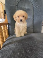 Rusty, a male Maltese and Poodle - Miniature  for sale in Brazil, IN – 9 of 10