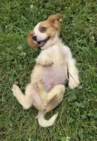 Ryder, a male Cavalier King Charles Spaniel for sale in Brazil, IN – 10 of 10