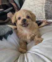 Cody, a male Poodle - Miniature  and Shichon for sale in Brazil, IN – 1 of 9