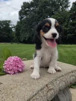 Lily, a female Cavalier King Charles Spaniel for sale in Brazil, IN – 10 of 10