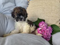 Sasha, a female Poodle - Miniature  and Shichon for sale in Brazil, IN – 2 of 10