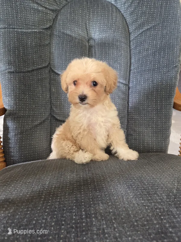 Rusty – Maltese, Poodle - Miniature  puppy for sale in Brazil, IN