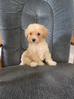 Rusty, a male Maltese and Poodle - Miniature  for sale in Brazil, IN – 1 of 10