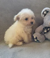 Logan, a male Maltipoo and Poodle - Miniature  for sale in Brazil, IN – 2 of 10