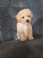 Copper, a male Maltese and Poodle - Miniature  for sale in Brazil, IN – 5 of 10