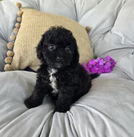 Lucy, a female Poodle - Miniature  and Shichon for sale in Brazil, IN – 5 of 10