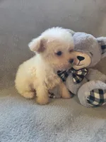 Logan, a male Maltipoo and Poodle - Miniature  for sale in Brazil, IN – 5 of 10