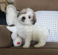 Teddy, a male Maltese and Poodle - Miniature  for sale in Brazil, IN – 7 of 9