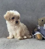 Daisy, a female Maltipoo and Poodle - Miniature  for sale in Brazil, IN – 3 of 10