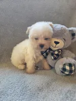 Logan, a male Maltipoo and Poodle - Miniature  for sale in Brazil, IN – 4 of 10