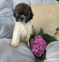 Sasha, a female Poodle - Miniature  and Shichon for sale in Brazil, IN – 3 of 10