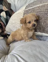 Cody, a male Poodle - Miniature  and Shichon for sale in Brazil, IN – 5 of 9