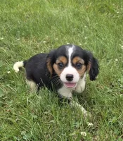 Banjo, a male Cavalier King Charles Spaniel for sale in Brazil, IN – 5 of 9