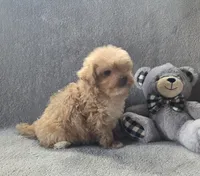 Theodore , a male Maltipoo and Poodle - Miniature  for sale in Brazil, IN – 6 of 10