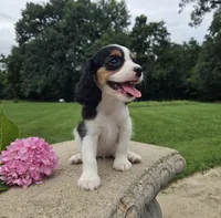 Lily, a female Cavalier King Charles Spaniel for sale in Brazil, IN – 2 of 10