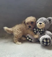 Jackson, a male Maltipoo and Poodle - Miniature  for sale in Brazil, IN – 6 of 10