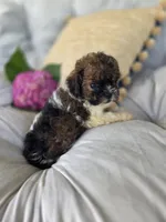 Sasha, a female Poodle - Miniature  and Shichon for sale in Brazil, IN – 8 of 10