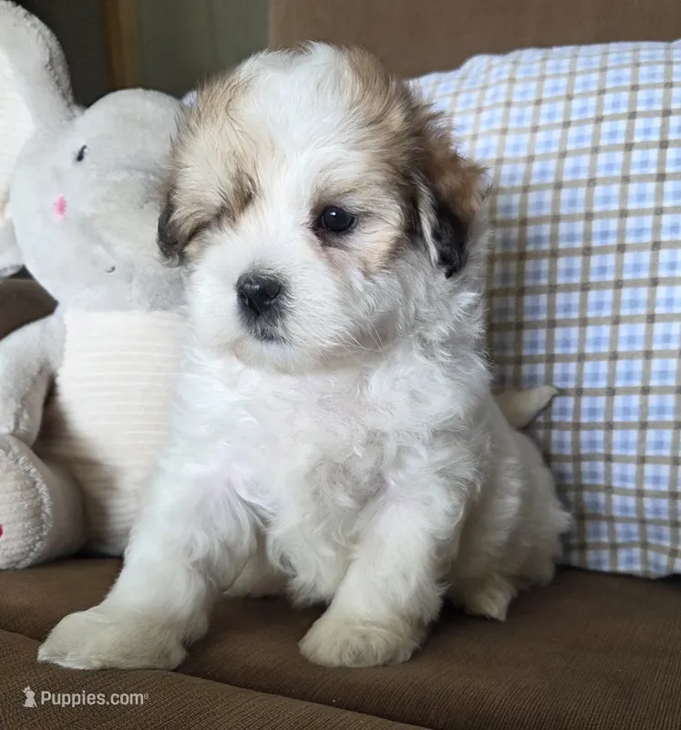 Teddy – Maltese, Poodle - Miniature  puppy for sale in Brazil, IN