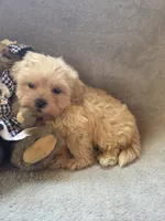 Ruby, a female Maltipoo and Poodle - Miniature  for sale in Brazil, IN – 3 of 10