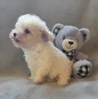 Logan, a male Maltipoo and Poodle - Miniature  for sale in Brazil, IN – 6 of 10