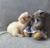 Daisy, a female Maltipoo and Poodle - Miniature  for sale in Brazil, IN – 4 of 10