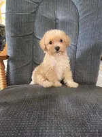 Rusty, a male Maltese and Poodle - Miniature  for sale in Brazil, IN – 2 of 10