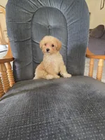 Rusty, a male Maltese and Poodle - Miniature  for sale in Brazil, IN – 3 of 10