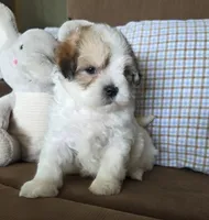 Teddy, a male Maltese and Poodle - Miniature  for sale in Brazil, IN – 5 of 9