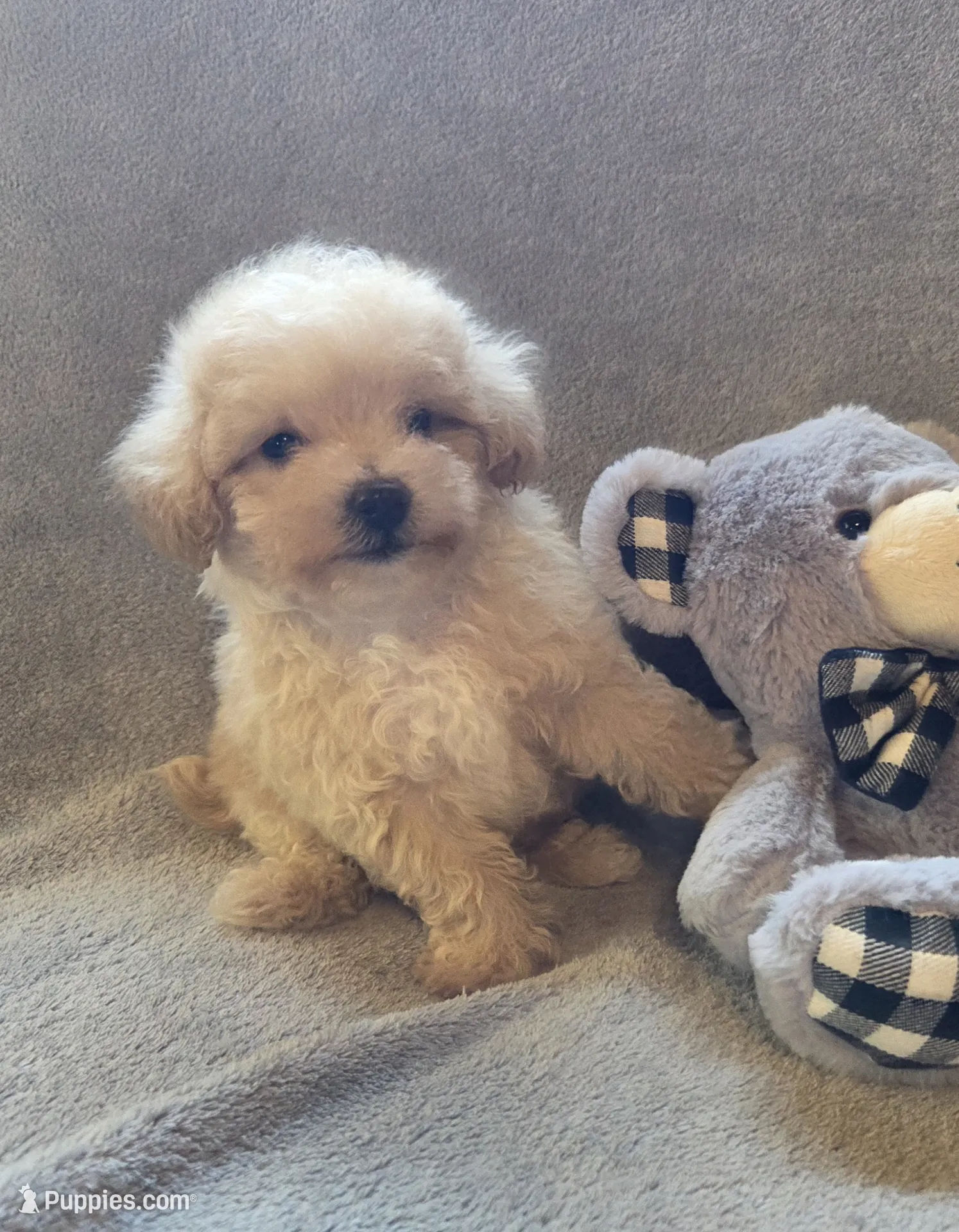 Tucker – Maltipoo and Poodle - Miniature Puppy for Sale | Puppies.com