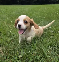 Ryder, a male Cavalier King Charles Spaniel for sale in Brazil, IN – 6 of 10