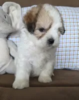 Teddy, a male Maltese and Poodle - Miniature  for sale in Brazil, IN – 3 of 9