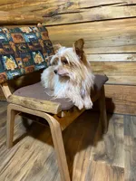 Bottle Baby Bella (Story), a female Maltese and Yorkshire Terrier for sale in Rockville, IN – Photo 9 of 10