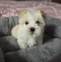 Bottle Baby Bella (Story), a female Maltese and Yorkshire Terrier for sale in Rockville, IN – Photo 7 of 10