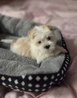 Bottle Baby Bella (Story), a female Maltese and Yorkshire Terrier for sale in Rockville, IN – Photo 5 of 10