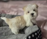 Bottle Baby Bella (Story), a female Maltese and Yorkshire Terrier for sale in Rockville, IN – Photo 3 of 10