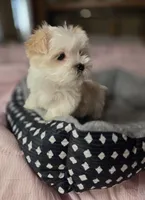 Bottle Baby Bella (Story), a female Maltese and Yorkshire Terrier for sale in Rockville, IN – Photo 6 of 10