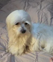 Bottle Baby Bella (Story), a female Maltese and Yorkshire Terrier for sale in Rockville, IN – Photo 8 of 10