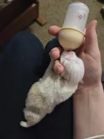 Bottle Baby Bella (Story), a female Maltese and Yorkshire Terrier for sale in Rockville, IN – Photo 10 of 10