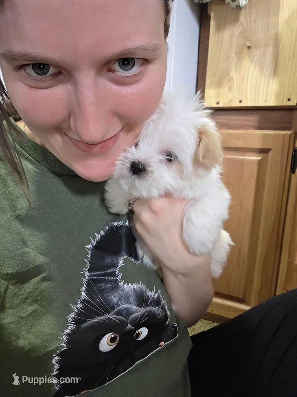 Bottle Baby Bella (Story) – Maltese, Yorkshire Terrier puppy for sale in Rockville, IN